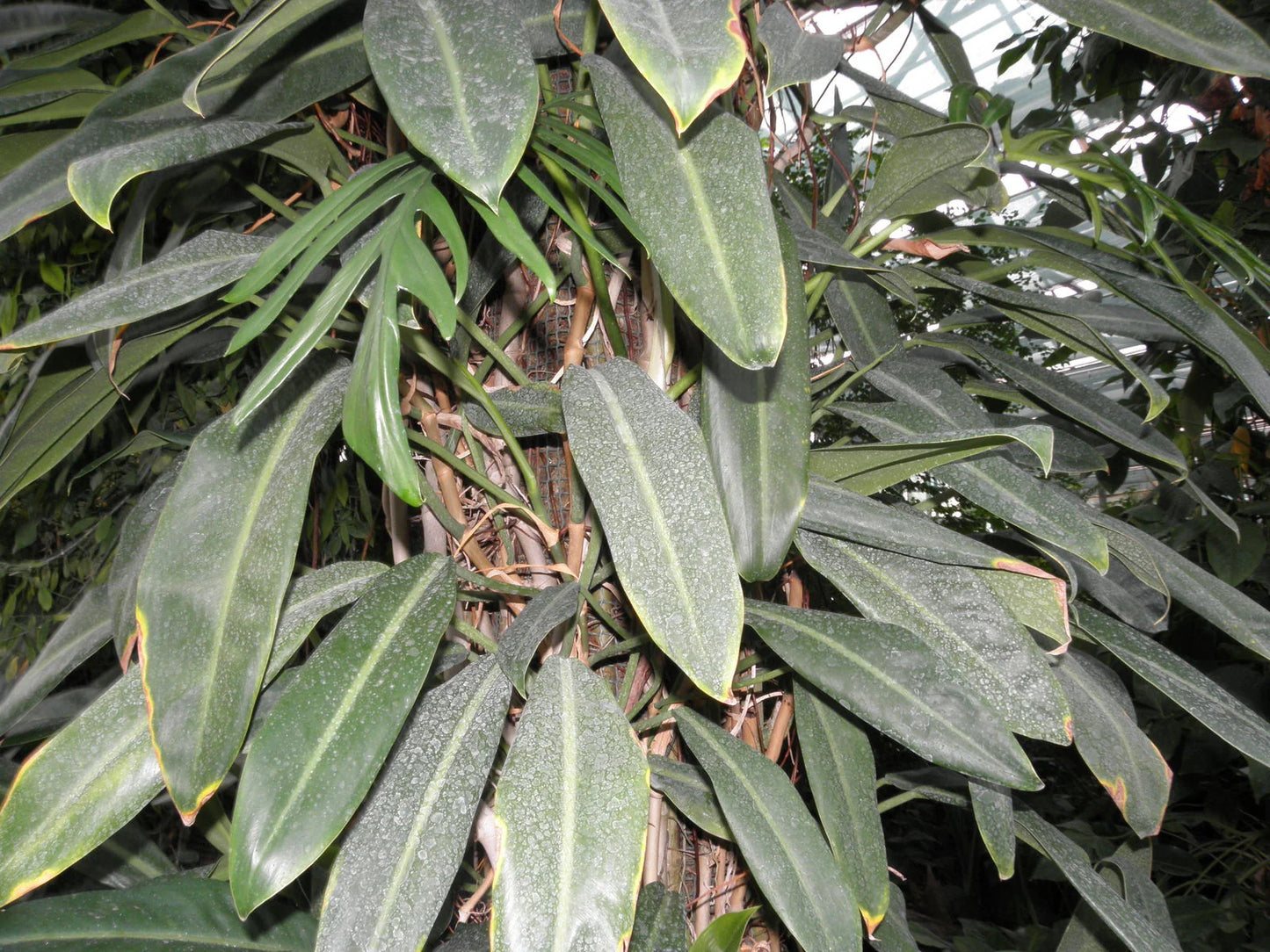 Philodendron crassinervium