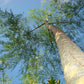 MADAGASCAR PHANTOM TREE --Moringa drouhardii--