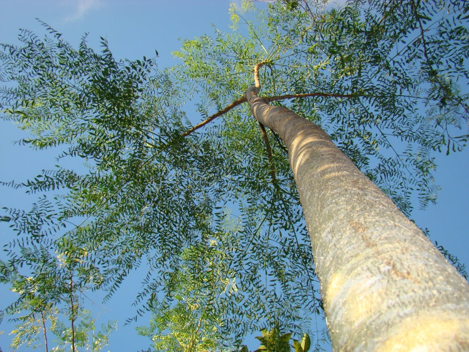 MADAGASCAR PHANTOM TREE --Moringa drouhardii--