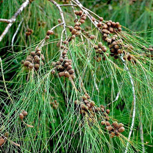 Casuarina equisetifolia --Australian Pine--