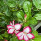 Adenium obesum --Red Picotee Desert Rose--