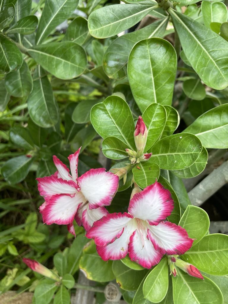 Adenium obesum --Red Picotee Desert Rose--