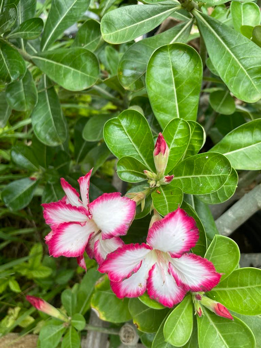 Adenium obesum --Red Picotee Desert Rose--