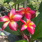 Plumeria 'Red'