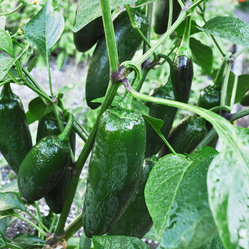 PEPPER 'Early Jalapeño'