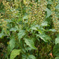 BASIL 'Green Pepper' --Ocimum selloi--