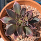 Echeveria 'Serrana'