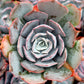 Echeveria 'Blue Heron'