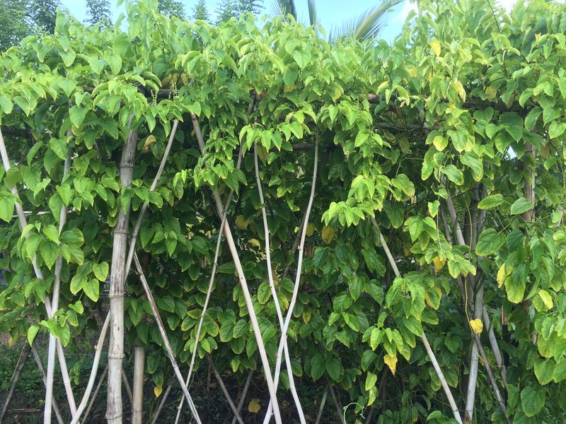 INCA PEANUT TREE --Plukenetia volubilis--