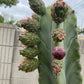 ORGAN PIPE CACTUS 'Rosa Mexicano' --Stenocereus stellatus--