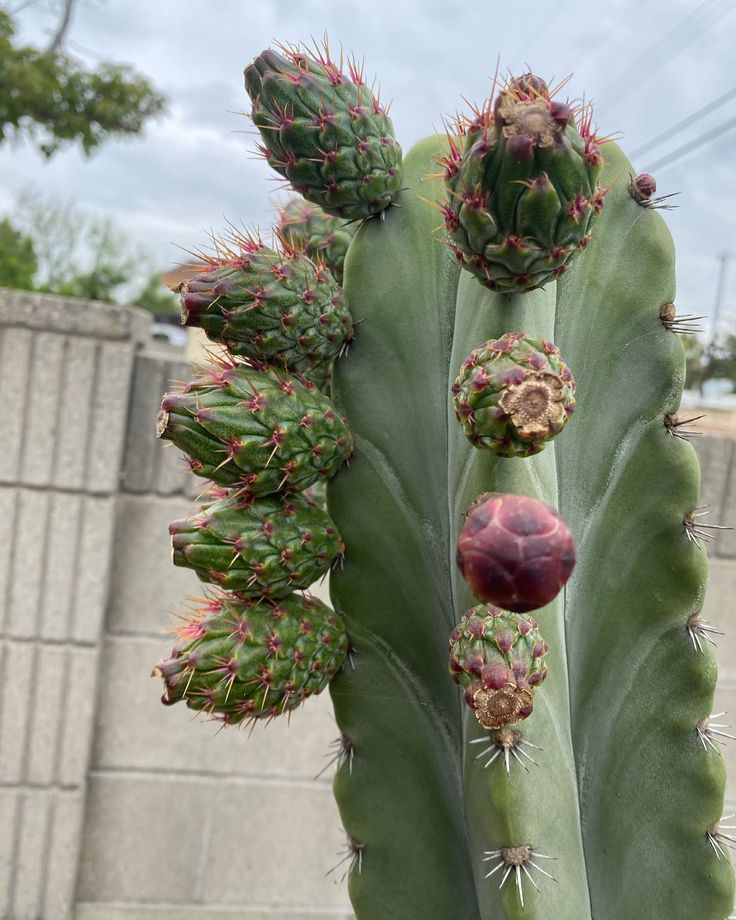 ORGAN PIPE CACTUS 'Rojo' --Stenocereus stellatus--