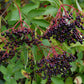 ELDERBERRY 'Native' --Sambucus canadensis--