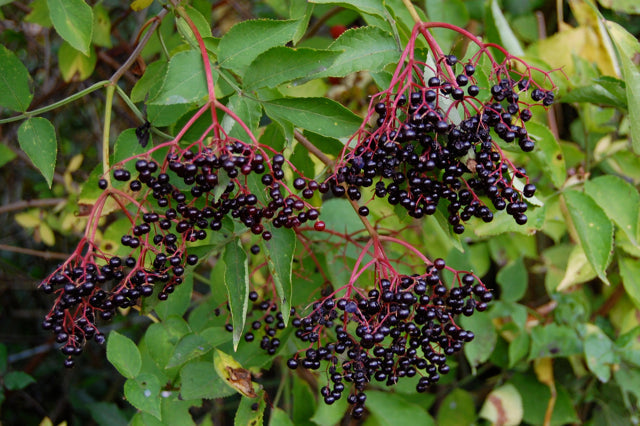 ELDERBERRY 'Native' --Sambucus canadensis--