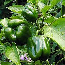 PEPPER 'Emerald Giant'