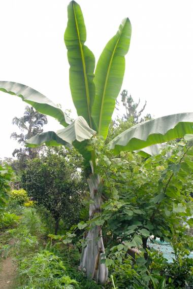 BANANA 'Snow' --Ensete glaucum--