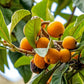 LOQUAT --Eriobotrya japonica--