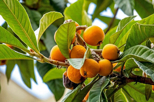 LOQUAT --Eriobotrya japonica--