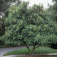 LOQUAT --Eriobotrya japonica--