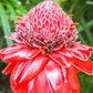 GINGER 'Red Torch' --Etlingera elatior 'Variegata'--