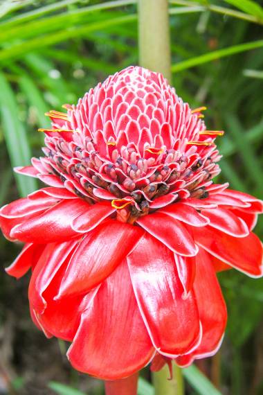 GINGER 'Red Torch' --Etlingera elatior 'Variegata'--