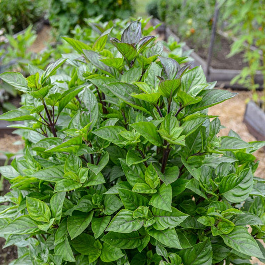 BASIL 'EverLeaf Thai Towers' --Ocimum basilicum--
