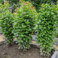 BASIL 'EverLeaf Thai Towers' --Ocimum basilicum--