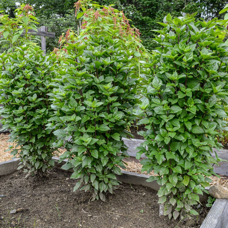 BASIL 'EverLeaf Thai Towers' --Ocimum basilicum--
