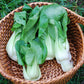 ASIAN GREENS 'Extra Dwarf Pak Choy'