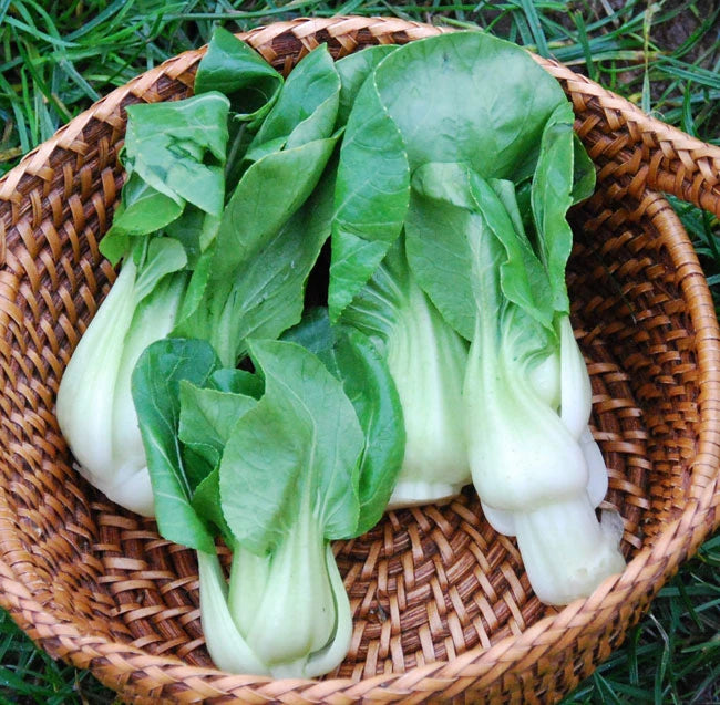 ASIAN GREENS 'Extra Dwarf Pak Choy'