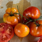 TOMATO 'Extreme Bush'