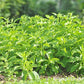 GYNURA 'Spinach' --Gynura procumbens--