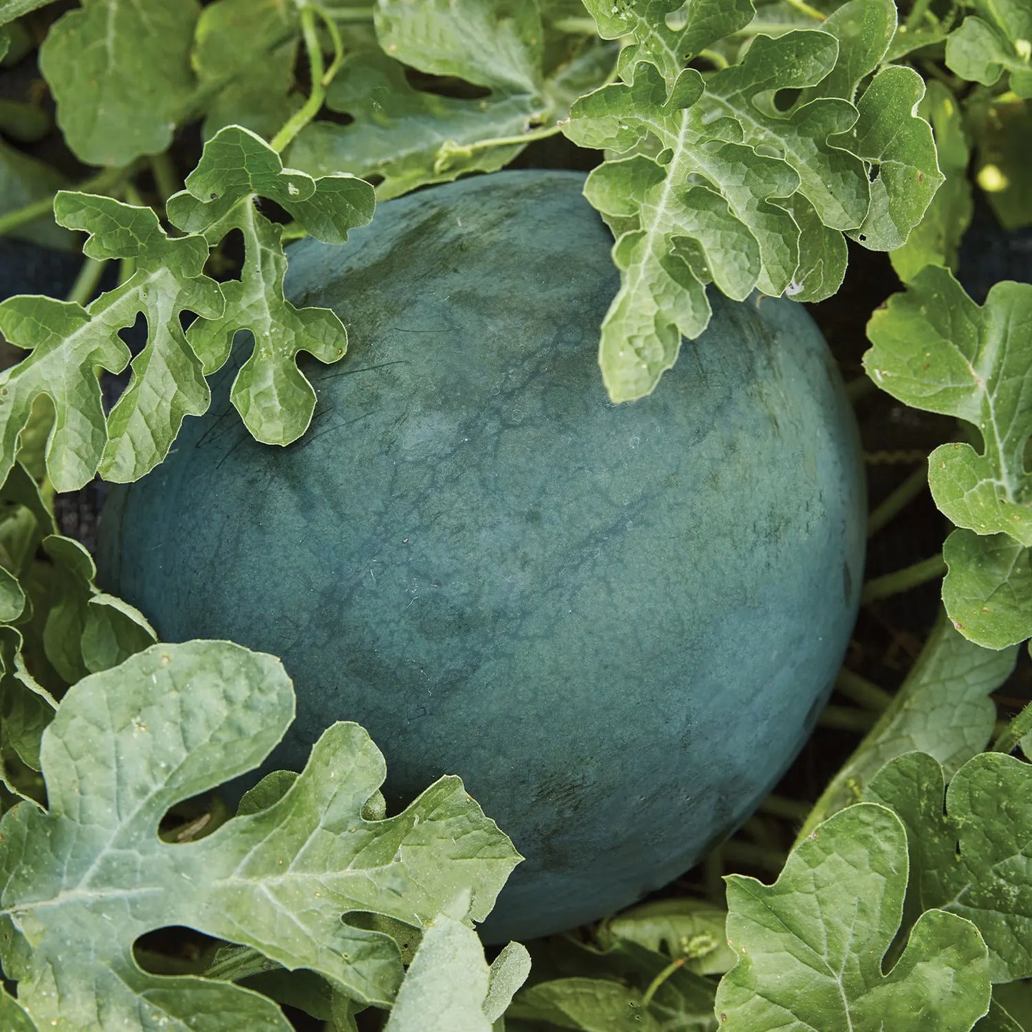 MELON 'Sugar Baby Watermelon'