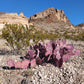 Opuntia macrocentra --Purple Prickly Pear--