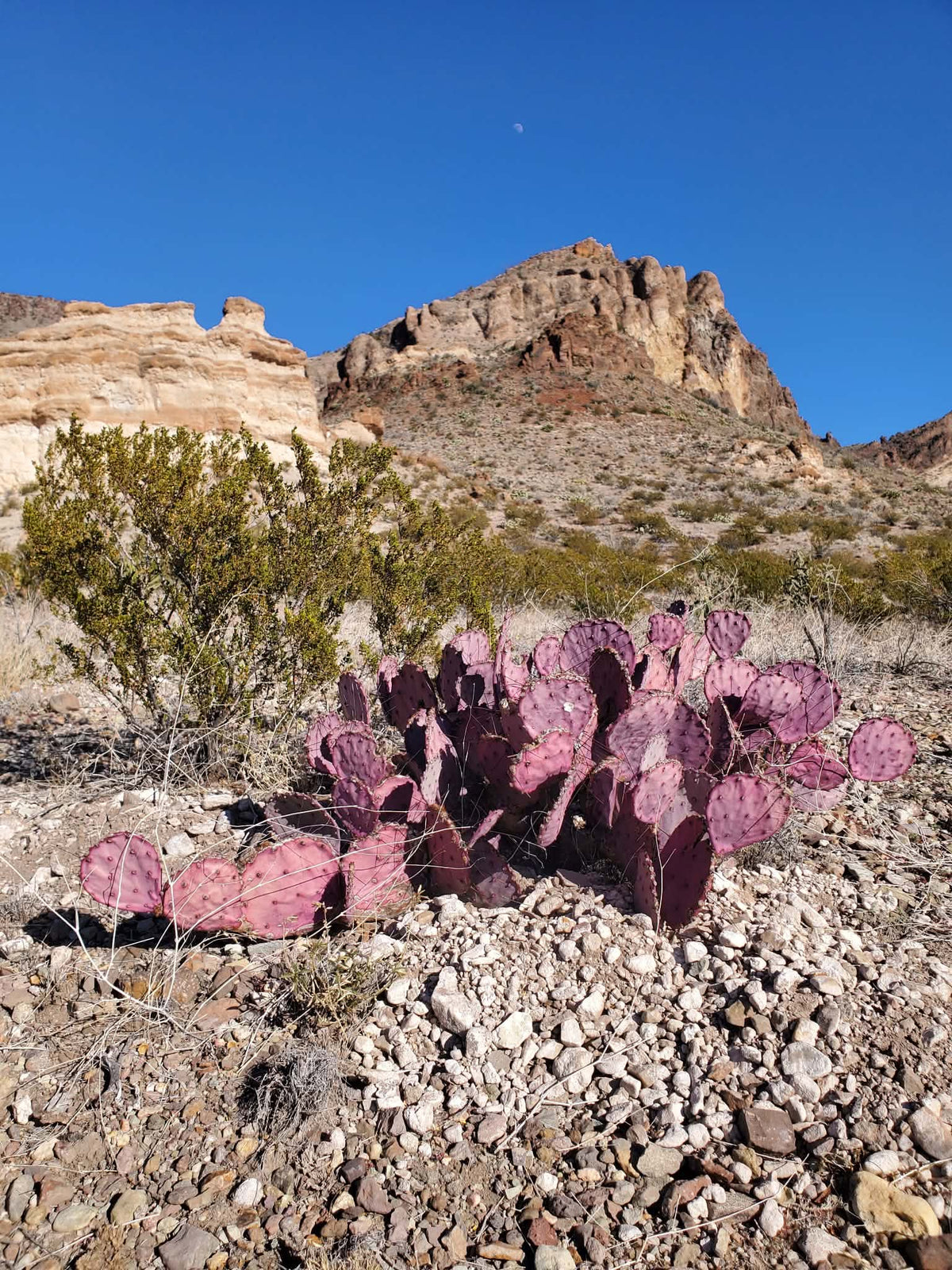 Opuntia macrocentra --Purple Prickly Pear--