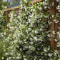 Trachelospermum jasminoides --Star Jasmine--