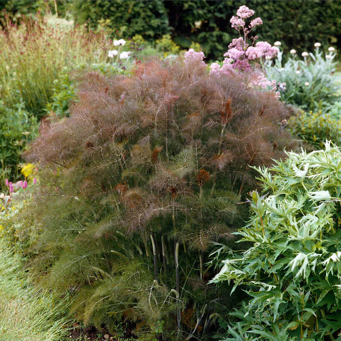 FENNEL 'Bronze' --Foeniculum vulgare 'Rubrum'--