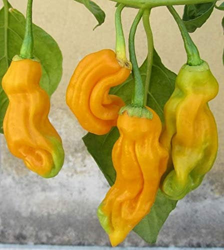 PEPPER 'Goronong'