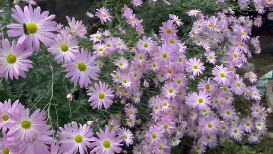 Dendranthema zawadskii --Country Girl Chrysanthemum--