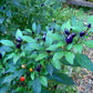 PEPPER 'Filius Blue'