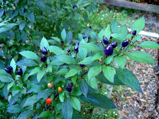 PEPPER 'Filius Blue'