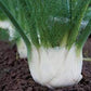 FENNEL 'Finale' --Foeniculum vulgare--