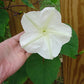 MORNING GLORY 'Giant Moonflower' --Ipomoea alba--