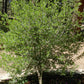 Forestera pubescens --Elbow Bush--