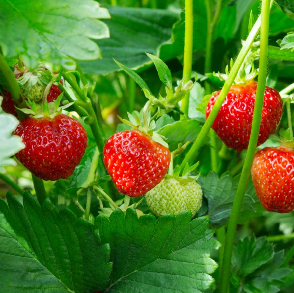 STRAWBERRY 'Fort Laramie' --Fragaria x ananassa--