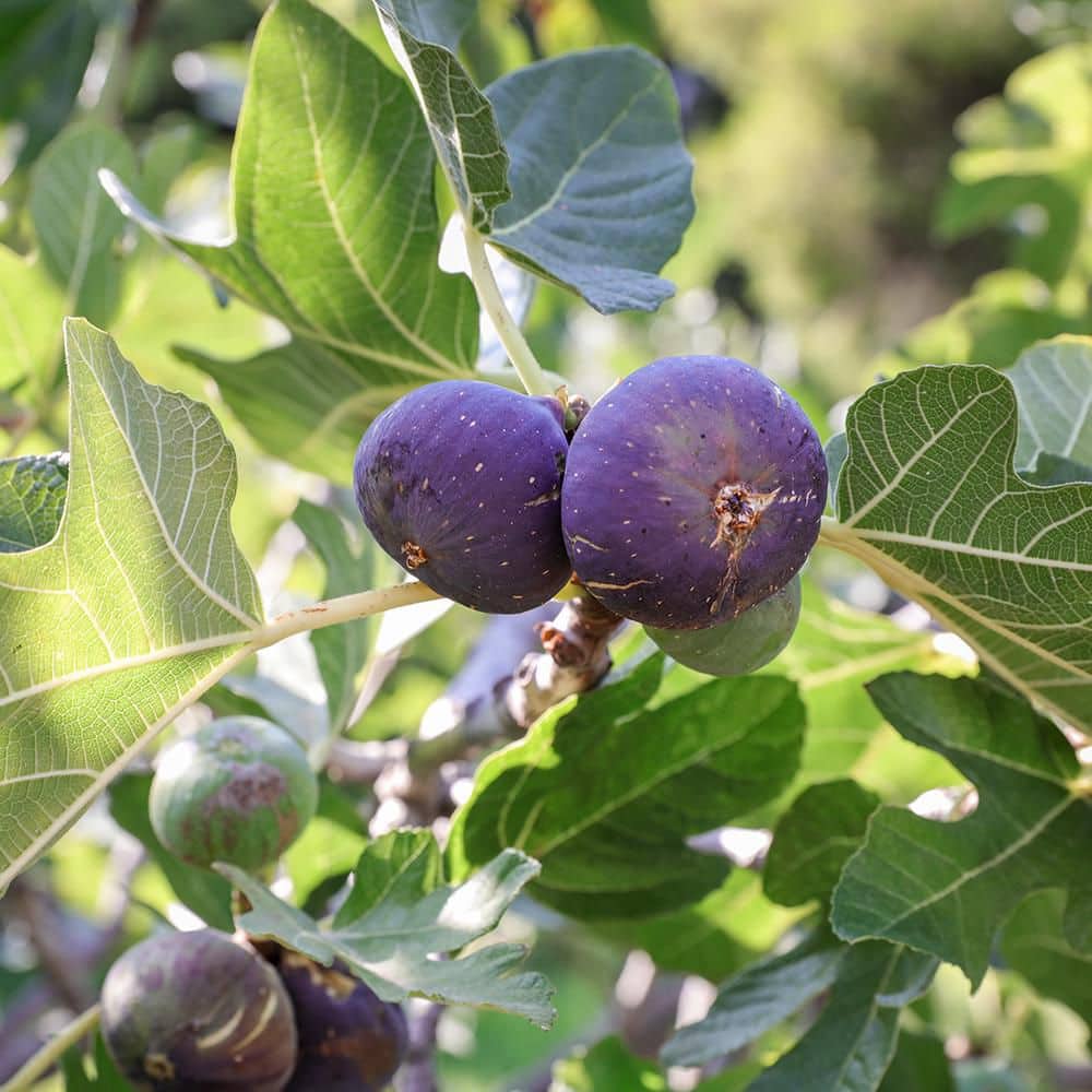 Blackpearls ブラックパープル　「Figi」 FIG 'Beer's Black' --Ficus carica-- - Gardening Delivery – Lone