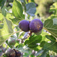 FIG 'Beer's Black' --Ficus carica--