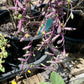 Othonna capensis 'Ruby Necklace'