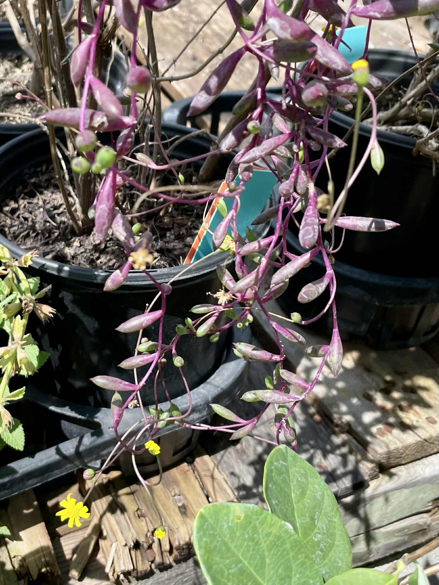 ruby necklace succulent plant Othonna capensis 'Ruby Necklace'