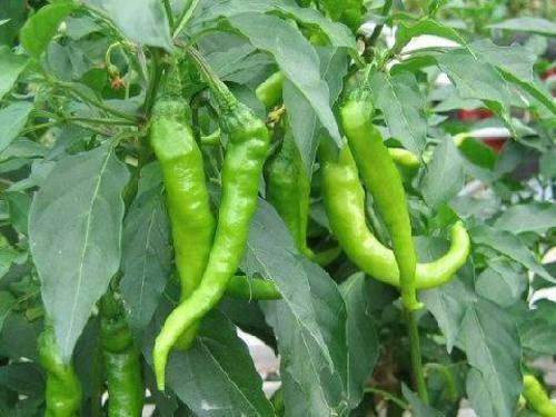 PEPPER 'Fushimi'