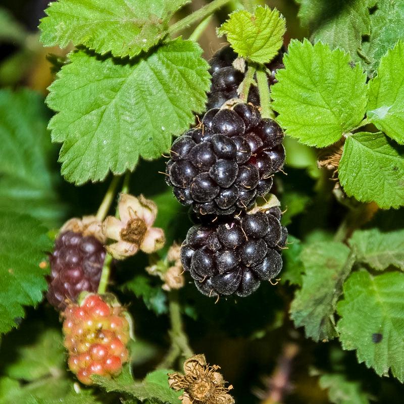 BOYSENBERRY 'Cross' --Rubus ursinus--